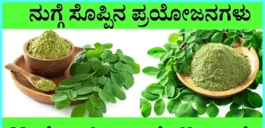 ನುಗ್ಗೆಕಾಯಿ ಮರ/ಶೇವಗೇ ಗಿಡ (Moringa oleifera) – ಪ್ರಮುಖ ಆರೋಗ್ಯ ಪ್ರಯೋಜನಗಳು